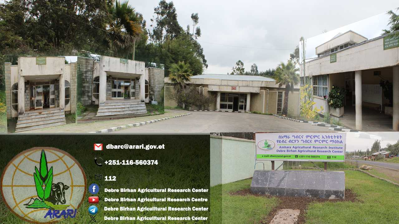  ደብረብርሃን ግብርና ምርምር ማዕከል
