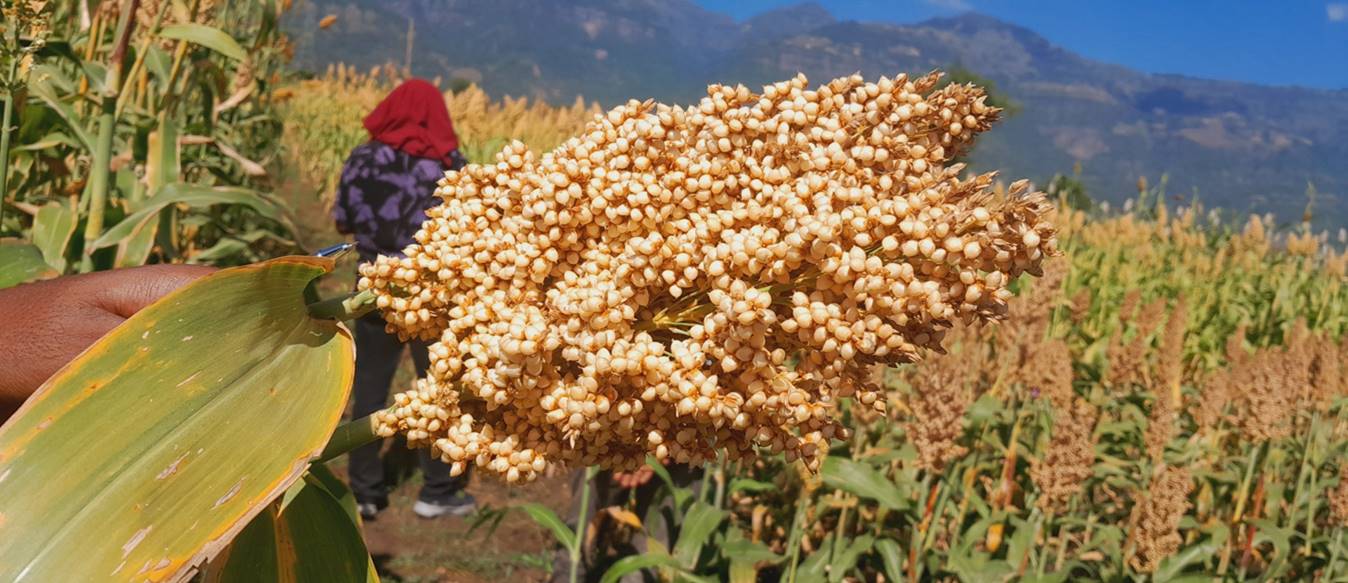 ARARI released 9 new crop varieties